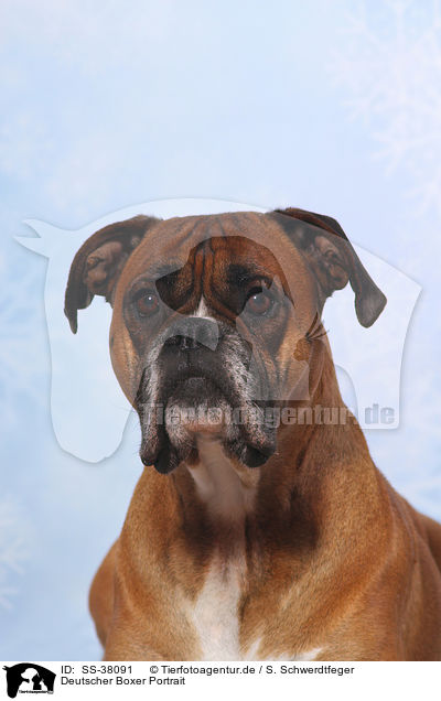 Deutscher Boxer Portrait / German Boxer Portrait / SS-38091