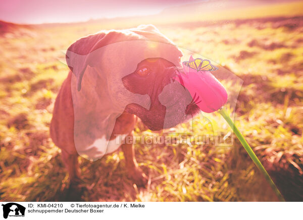 schnuppernder Deutscher Boxer / snuffling German Boxer / KMI-04210