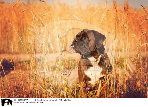 sitzender Deutscher Boxer / sitting German Boxer / KMI-04251