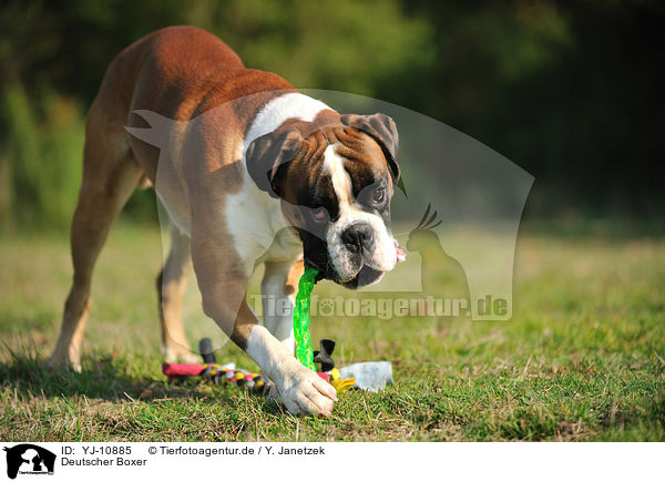 Deutscher Boxer / German Boxer / YJ-10885