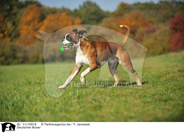 Deutscher Boxer / German Boxer / YJ-10918