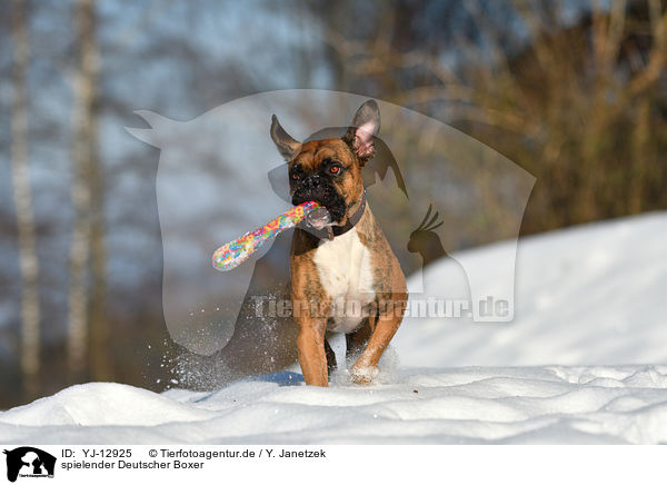 spielender Deutscher Boxer / playing German Boxer / YJ-12925