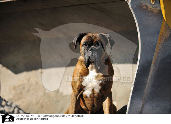 Deutscher Boxer Portrait / German Boxer Portrait / YJ-13374