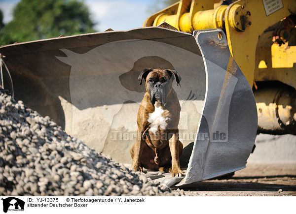 sitzender Deutscher Boxer / sitting German Boxer / YJ-13375