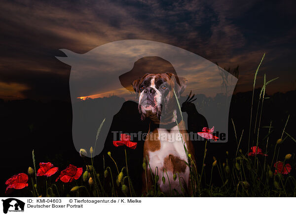 Deutscher Boxer Portrait / KMI-04603