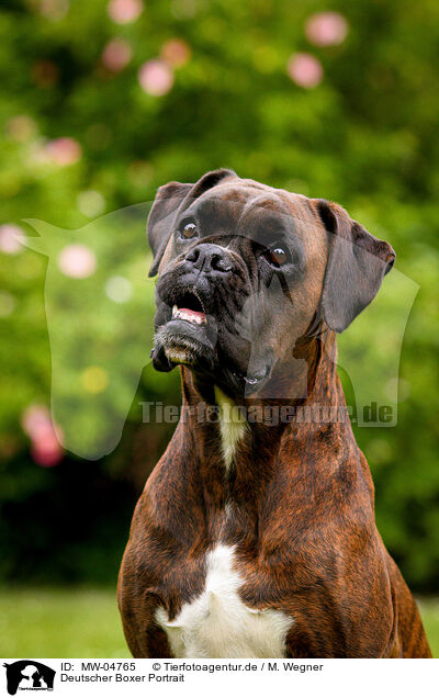 Deutscher Boxer Portrait / German Boxer Portrait / MW-04765