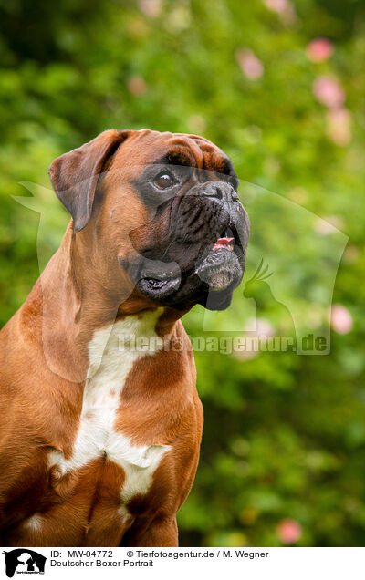 Deutscher Boxer Portrait / German Boxer Portrait / MW-04772