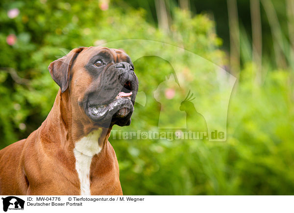 Deutscher Boxer Portrait / German Boxer Portrait / MW-04776