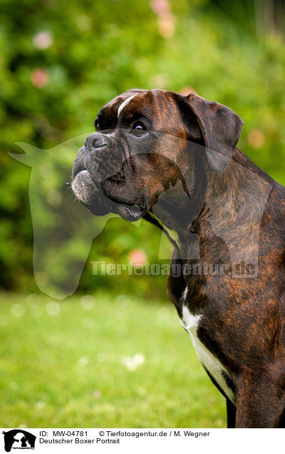 Deutscher Boxer Portrait / German Boxer Portrait / MW-04781