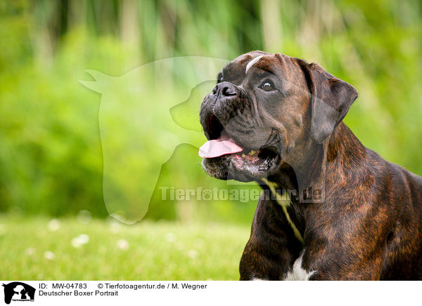 Deutscher Boxer Portrait / German Boxer Portrait / MW-04783