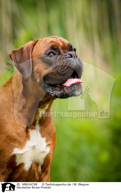 Deutscher Boxer Portrait / German Boxer Portrait / MW-04786