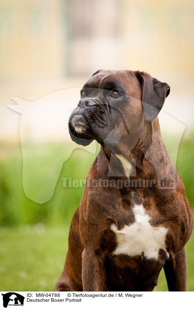 Deutscher Boxer Portrait / German Boxer Portrait / MW-04788