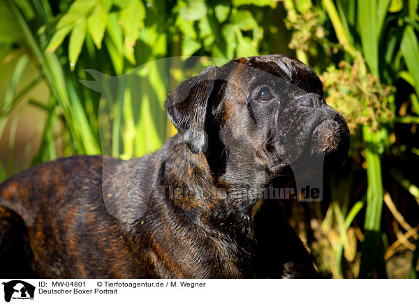 Deutscher Boxer Portrait / German Boxer Portrait / MW-04801