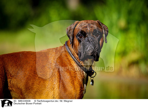 Deutscher Boxer Portrait / German Boxer Portrait / MW-04808