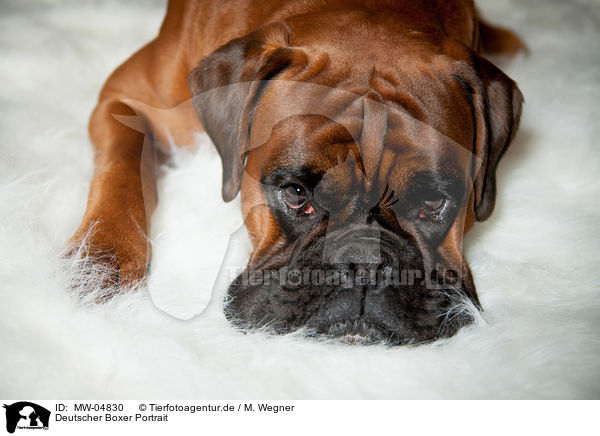 Deutscher Boxer Portrait / German Boxer Portrait / MW-04830