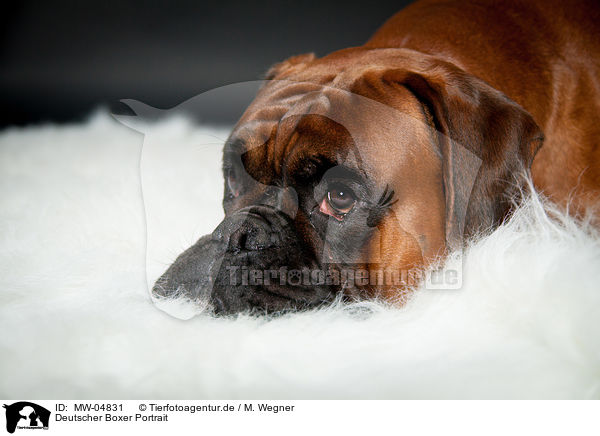 Deutscher Boxer Portrait / German Boxer Portrait / MW-04831