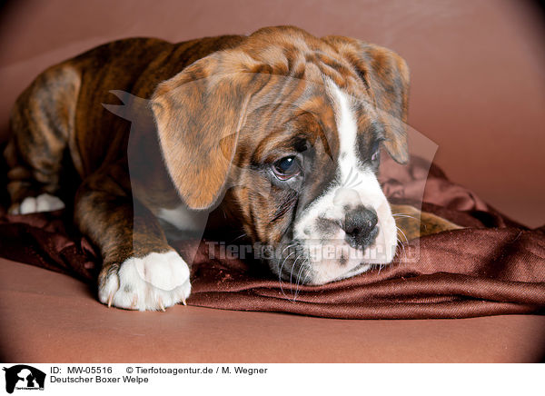 Deutscher Boxer Welpe / German Boxer Puppy / MW-05516