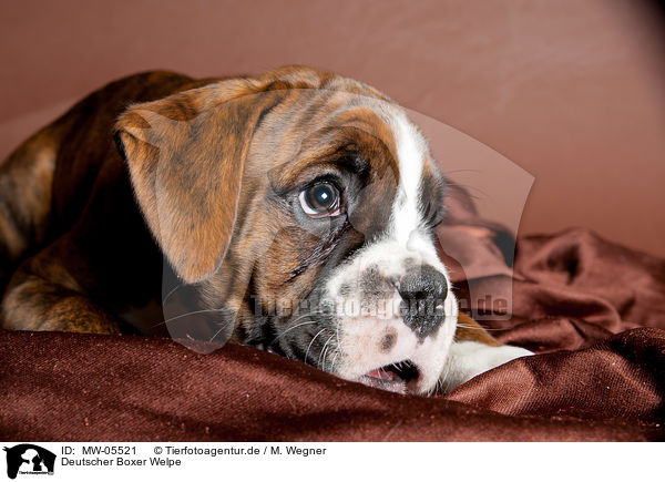 Deutscher Boxer Welpe / German Boxer Puppy / MW-05521