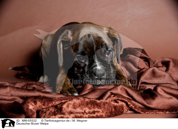 Deutscher Boxer Welpe / German Boxer Puppy / MW-05522
