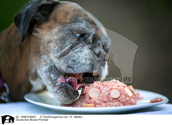 Deutscher Boxer Portrait / German Boxer Portrait / KMI-04982