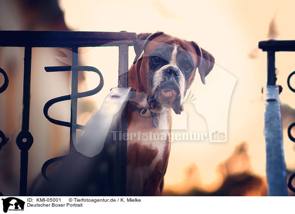 Deutscher Boxer Portrait / German Boxer Portrait / KMI-05001