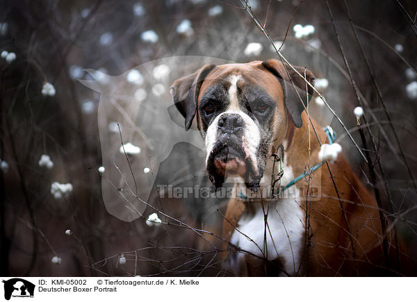 Deutscher Boxer Portrait / German Boxer Portrait / KMI-05002