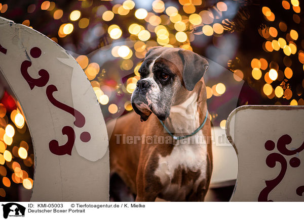 Deutscher Boxer Portrait / German Boxer Portrait / KMI-05003