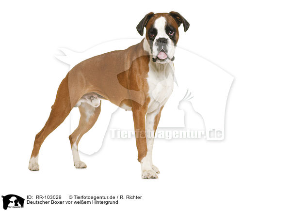 Deutscher Boxer vor weiem Hintergrund / German Boxer in front of white background / RR-103029