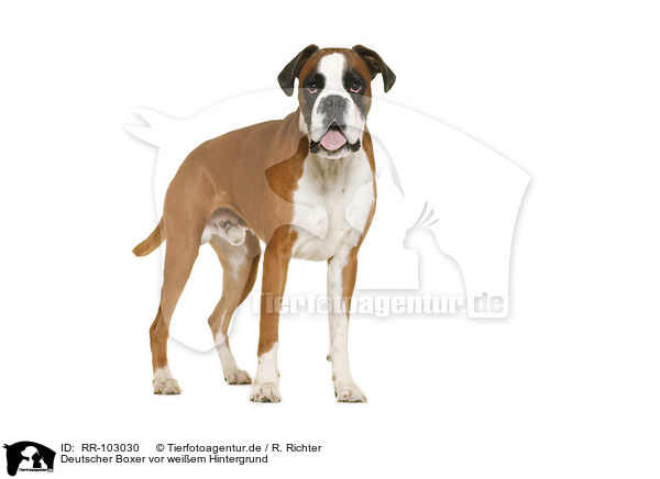 Deutscher Boxer vor weiem Hintergrund / German Boxer in front of white background / RR-103030