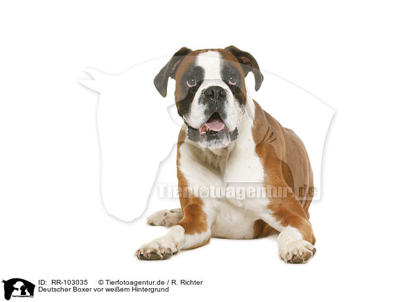 Deutscher Boxer vor weiem Hintergrund / German Boxer in front of white background / RR-103035