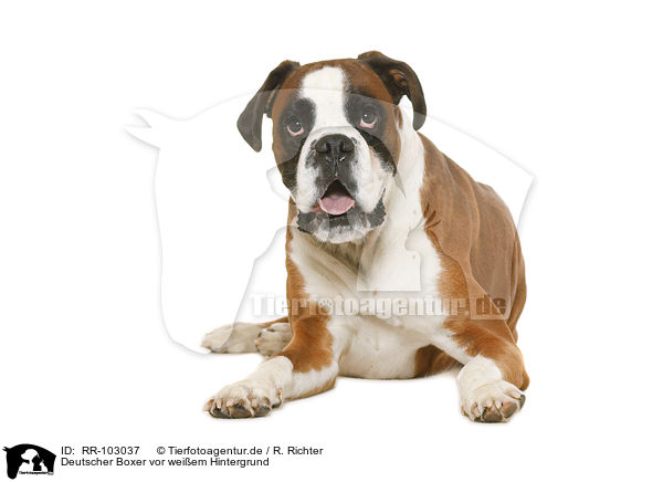 Deutscher Boxer vor weiem Hintergrund / German Boxer in front of white background / RR-103037