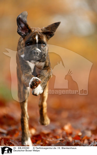 Deutscher Boxer Welpe / German Boxer Puppy / KB-05090