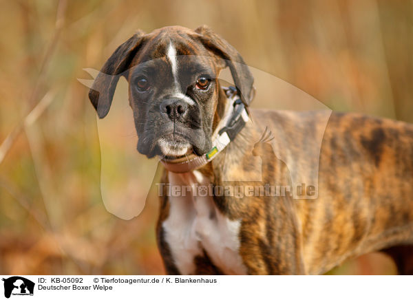 Deutscher Boxer Welpe / German Boxer Puppy / KB-05092