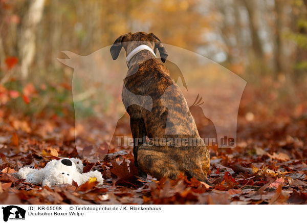 Deutscher Boxer Welpe / German Boxer Puppy / KB-05098