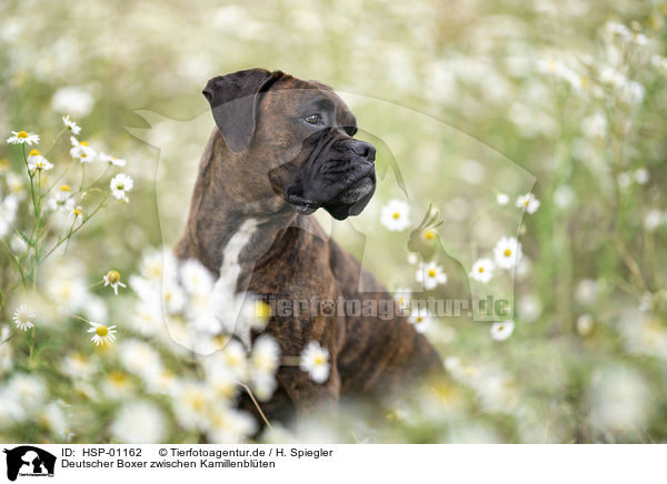 Deutscher Boxer zwischen Kamillenblten / German boxer between chamomile flowers / HSP-01162