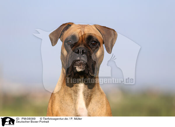 Deutscher Boxer Portrait / German Boxer Portrait / PM-08089