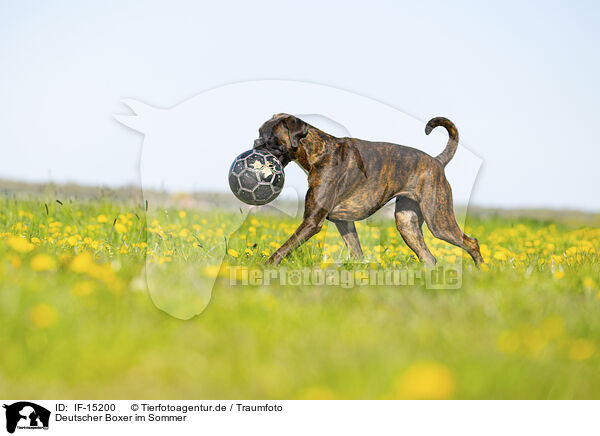 Deutscher Boxer im Sommer / German Boxer in summer / IF-15200