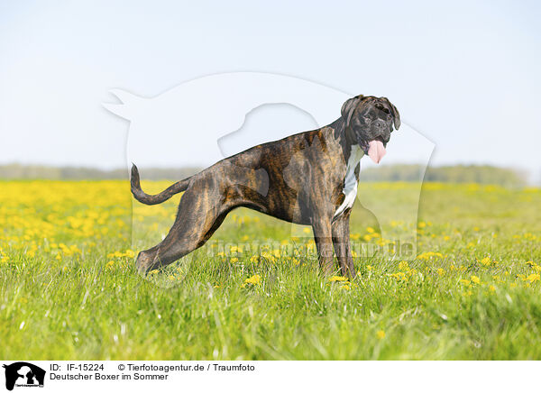 Deutscher Boxer im Sommer / IF-15224