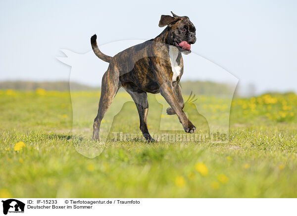 Deutscher Boxer im Sommer / German Boxer in summer / IF-15233