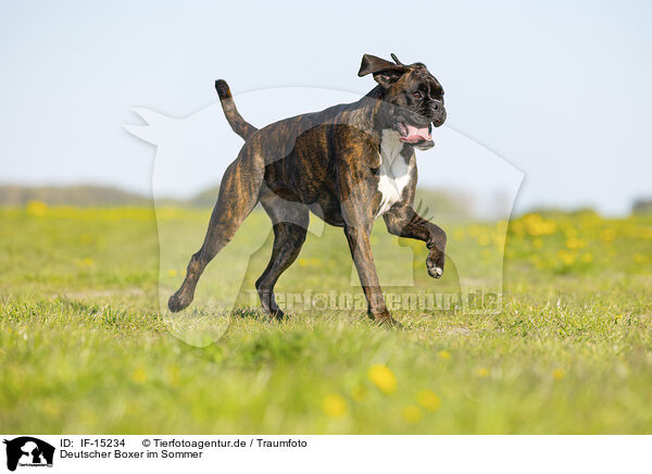 Deutscher Boxer im Sommer / IF-15234