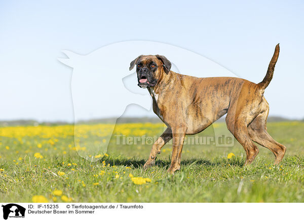 Deutscher Boxer im Sommer / German Boxer in summer / IF-15235