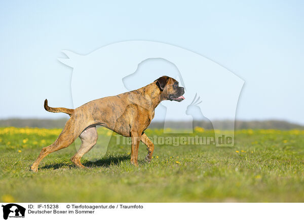 Deutscher Boxer im Sommer / IF-15238