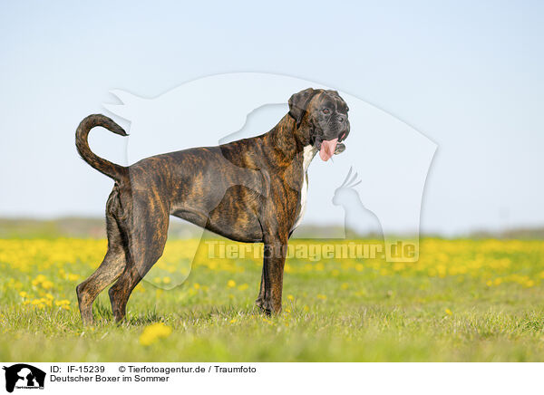 Deutscher Boxer im Sommer / German Boxer in summer / IF-15239