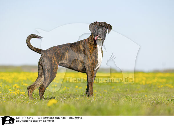 Deutscher Boxer im Sommer / IF-15240