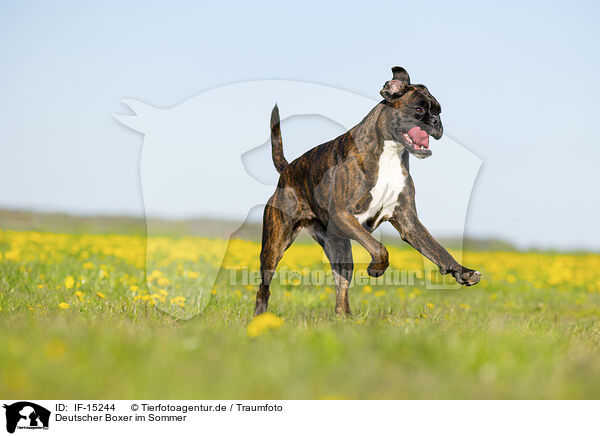 Deutscher Boxer im Sommer / German Boxer in summer / IF-15244