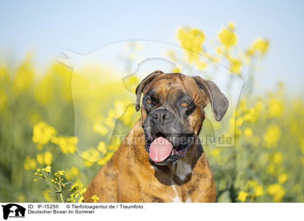 Deutscher Boxer im Sommer / German Boxer in summer / IF-15250