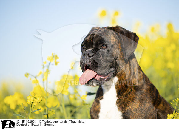 Deutscher Boxer im Sommer / German Boxer in summer / IF-15260