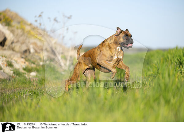 Deutscher Boxer im Sommer / German Boxer in summer / IF-15264