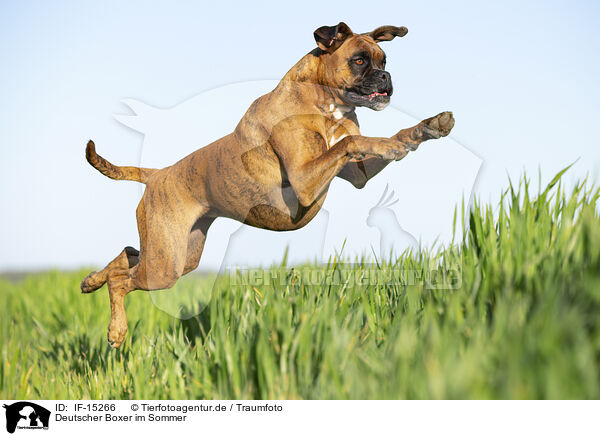 Deutscher Boxer im Sommer / German Boxer in summer / IF-15266