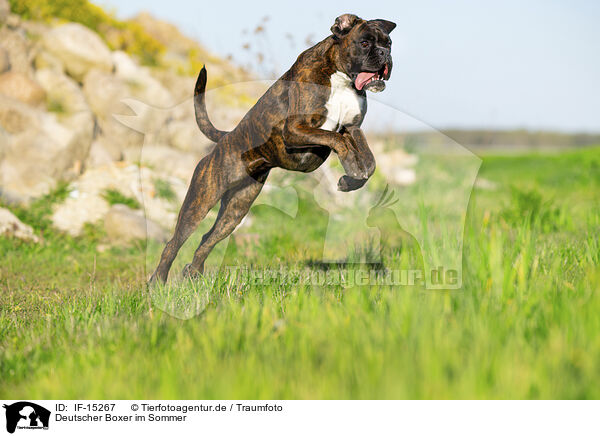 Deutscher Boxer im Sommer / German Boxer in summer / IF-15267